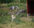 images/Schweden/Schweden 2025/DSC02516.jpg